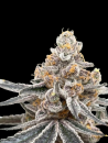 AK 47